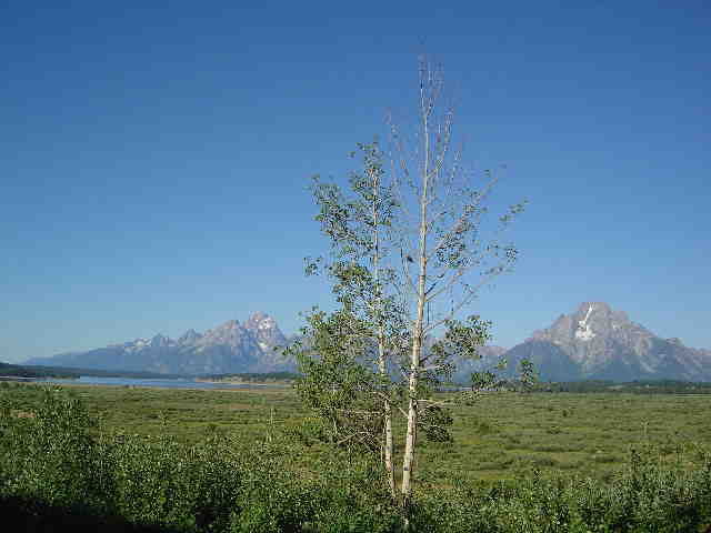 teton_tree_sm.jpg